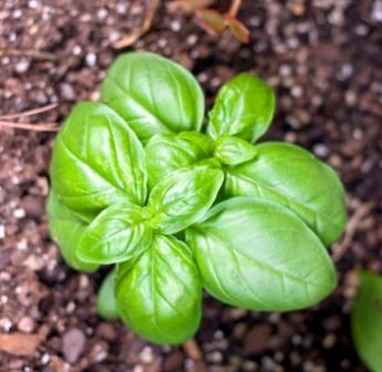 Organic Genovese Basil, Ocimum basilicum var genovese .750 grams