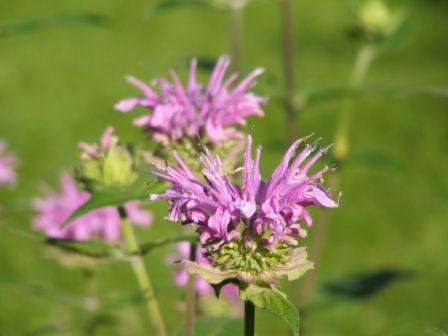 Beebalm, Mountain  Monarda fistulosa