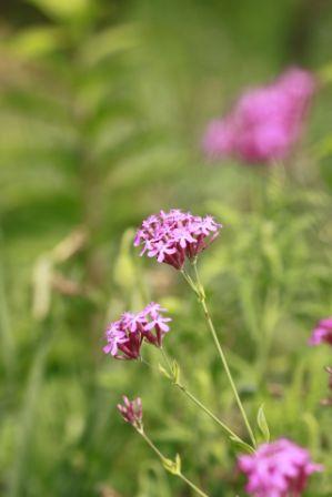 Catchfly  Silene armeria