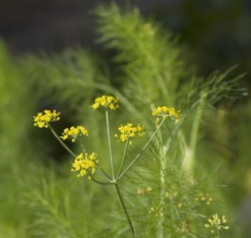 Organic Dill Bouquet, Anethum graveolens  .750 grams