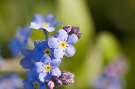 Forget-Me-Not, Myosotis sylvatica