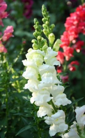 Snapdragon