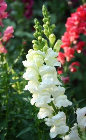 Snapdragon