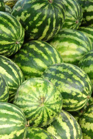 Organic Crimson Sweet Watermelon, Citrullus lanatus