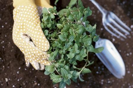 gardening