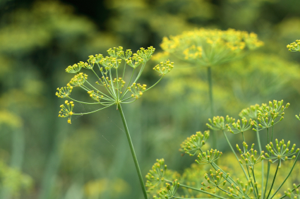 Organic Fennel Bronze and Green, Foeniculum vulgare  .750 grams