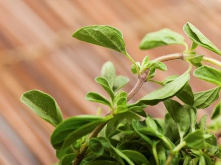 Greek Oregano, Origanum vulgare hirtum  .100 grams