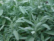 Organic Sage, Salvia officinalis  .750 grams